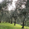 Mehrere Olivenbäume in Reihen auf einer Wiese.