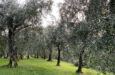 Von der Olive zum Öl – Herstellung und Qualitätsmerkmale von Olivenöl