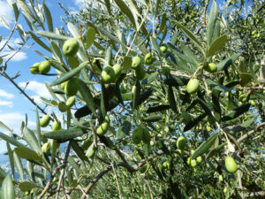 Detailaufnahme Olivenbaum. zweig mit von grünen Oliven.