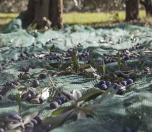 Oliven liegen auf Netz unter Olivenbäumen.