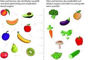 Infografik Obst und Gemüse lagern. Ethylenausstoß von Obst und Gemüse